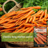 58 Packet (1) Sow Right Seeds - Imperator Carrot Seed for Planting - Non-GMO Heirloom with Instructions to Plant a Home