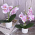XONOR 2 Pieces Artificial Orchid Flowers, Potted Fake Orchids with Plastic Vase for Home Decor, Office, Wedding