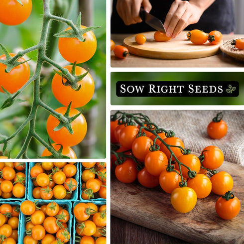 Packet (1) Sow Right Seeds - Orange Cherry Tomato Seeds for Planting - Non-GMO Heirloom with Instructions to Plant