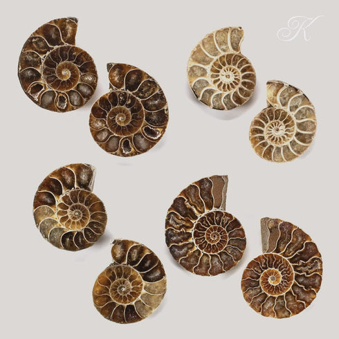 KALIFANO Extinct Natural Polished Ammonite Shell Pair, Fossil Stone from Madagascar