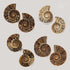 KALIFANO Extinct Natural Polished Ammonite Shell Pair, Fossil Stone from Madagascar