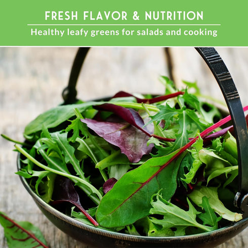 Pack 5 Leafy Greens Seeds Variety Heirlooms: Viroflay Spinach, Arugula, Lacinato Kale, Salad Bowl Lettuce & Rainbow