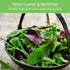 Pack 5 Leafy Greens Seeds Variety Heirlooms: Viroflay Spinach, Arugula, Lacinato Kale, Salad Bowl Lettuce & Rainbow
