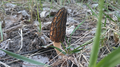 SEEDS4PLANTING Spores Black Morel Mushrooms Seeds Mycelium Spawn Grow Bonsai Dried Non GMO