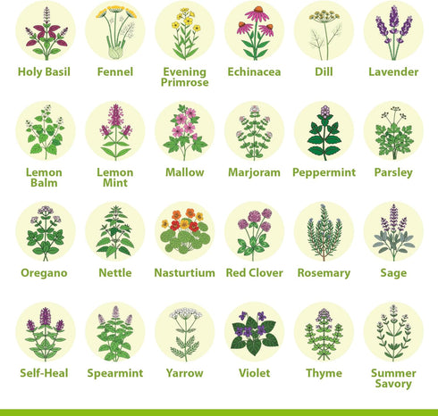 Pack 39 Medicinal Herb Seeds Variety Heirloom Non-GMO Apothecary Seed Kit, Herbal Medicine & Tea Garden, Made in USA