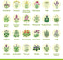 Pack 39 Medicinal Herb Seeds Variety Heirloom Non-GMO Apothecary Seed Kit, Herbal Medicine & Tea Garden, Made in USA