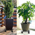 5 Pack 10.6 Inch Metal Plant Caddy with wheels, Heavy Duty Plant Dolly for Indoor and Outdoor Large Potted Plants