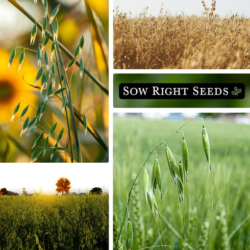 Sow Right Seeds - Winter Oats Seed for Planting - Cover Crops to Plant in Your Home Vegetable Garden - Enriches Soil