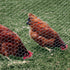 YARDGARD 308400B Poultry Netting - 24 by 10-Feet, Galvanized Fence
