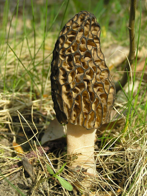 SEEDS4PLANTING Spores Black Morel Mushrooms Seeds Mycelium Spawn Grow Bonsai Dried Non GMO