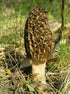 SEEDS4PLANTING Spores Black Morel Mushrooms Seeds Mycelium Spawn Grow Bonsai Dried Non GMO