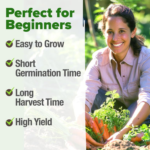 2 Pack 6000 HOME GROWN Tendersweet Carrots Seeds - Non-GMO Heirloom Carrot Seeds for Planting Outdoors - High- (Daucus