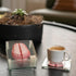 Anatomic Brain Specimen Coasters, Set of 10, Neuroscience Gifts for Medical Students