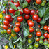 100 19.3 oz (4-Pack) Bonnie Plants Super Sweet Cherry Tomato, Live Plants
