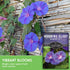 (5 Packs) Grandpa OTT Morning Glory Seeds for Planting - Plant & Grow Ipomoea Purpurea in Your Home Vegetable Garden