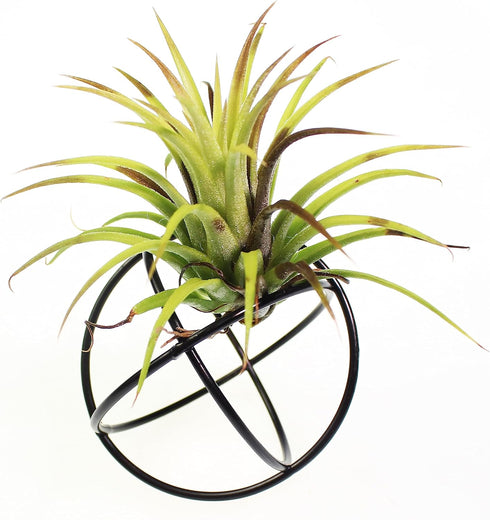 6 ZOOELAY Small Air Plant Holders Stand Black Airplants Rack Planters Metal Air Fern Plant Display Cage Geometric
