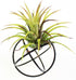 6 ZOOELAY Small Air Plant Holders Stand Black Airplants Rack Planters Metal Air Fern Plant Display Cage Geometric
