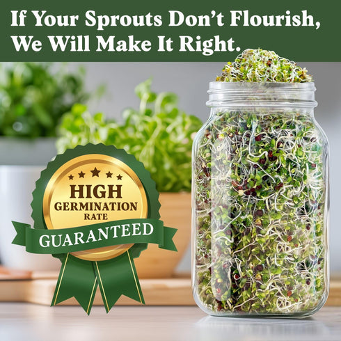 8 oz 8 32 Seedboy Organic Non-GMO Broccoli Seeds for Sprouting - USA Grown Microgreens Sprouting Seeds - Bag Makes