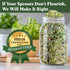 8 oz 8 32 Seedboy Organic Non-GMO Broccoli Seeds for Sprouting - USA Grown Microgreens Sprouting Seeds - Bag Makes