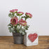 Primitives by Kathy 34248 Rustic White Box Sign, 3.5" x 4", Love You More String Art