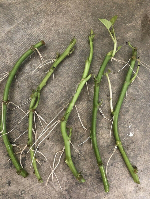 Little Nest Sweet Potato Slips 5 Fresh Cutting Vine with Roots Ready