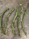 Little Nest Sweet Potato Slips 5 Fresh Cutting Vine with Roots Ready