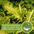 Packet (1) Sow Right Seeds - Greenwave Mustard Greens Seed for Planting - Non-GMO Heirloom with Instructions to Plant