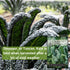 Packet (2) Sow Right Seeds - Lacinato Kale Seed for Planting - Non-GMO Heirloom with Instructions to Plant a Home