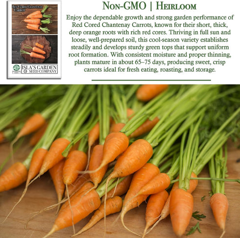 1000+ Red Cored Chantenay Carrot Seeds (Daucus carota) Heirloom Non-GMO Seeds by Islas Garden Seeds, Also Known as