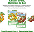 2 Sunset Epic Gardening Cherry Tomato Seed Bundle - Sweet & Juicy Varieties, Includes Tropical & Chadwick Cherry