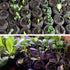 ZeeDix 30mm 50Pcs Compressed Peat Pellet Fiber Soil Plant Seed Starters, Nursery Plugs for Growing Herbs