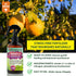 3-1-2 8oz Gardenera Proffesional Tomato Spray Fertilizer Mist for Home Gardening | Gentle Blend Mist for Healthy Leaves