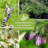 Sow Right Seeds - Large Medicinal Herb Seed Collection for Planting - Chamomile, Echinacea, Lavender, Mint, Lovage