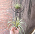 Casktcom 5.5" 3 Air Plant Hangers for Ceiling & Windows, Airflow Hanging Air Plant Holder, Tillandsia Succulent Display