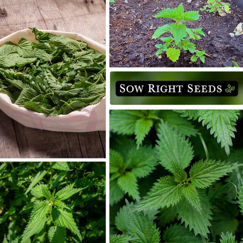 (1) Sow Right Seeds - Stinging Nettle Seeds for Planting - Urtica Dioica - Non-GMO Heirloom Variety - Herb