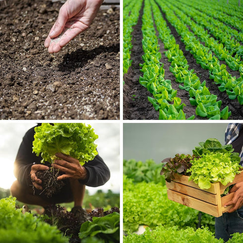20,000+ 10 Lettuce Seeds, Heirloom Vegetable Seed for Planting Indoor Outdoor, Varieties of Fresh Salad Greens