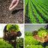 20,000+ 10 Lettuce Seeds, Heirloom Vegetable Seed for Planting Indoor Outdoor, Varieties of Fresh Salad Greens