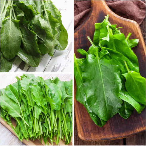 (2 Packs) Seed Needs Large Leaf Sorrel Seeds for Planting - Heirloom Non-GMO & Untreated Medicinal or Culinary Herb