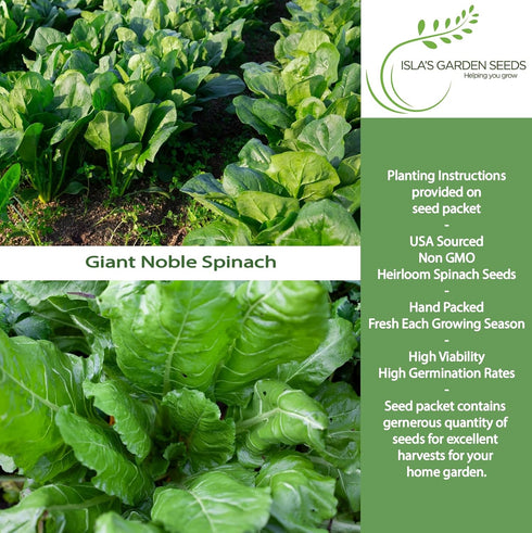 100+ Giant Noble Spinach Seeds (Spinacia oleracea) Heirloom Non-GMO Seeds by Islas Garden Seeds, Large Tender Leaves