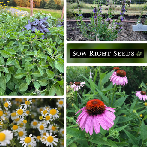 Sow Right Seeds - Large Medicinal Herb Seed Collection for Planting - Chamomile, Echinacea, Lavender, Mint, Lovage