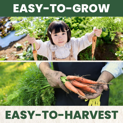 126 5,000 2026 5 Carrot Danvers Premium Seeds for Planting Classic, Reliable Heirloom Variety for Strong, Sweet Roots