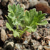 (1 Pack) Seed Needs Wormwood Seeds for Planting - Non-GMO, Heirloom & Untreated Perennial Herb - Medicinal Herbs