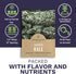 2 Packets! 500 Organic Lacinato Kale Seeds - Seed - Over Open Pollinated Heirloom Non-GMO USDA Organic Seeds