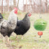 Hanging Chicken Feeder Toy - Veggies Skewer for Poultry