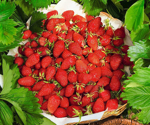 SeedsUA Seeds Alpine Strawberry Aleksandria Red Everbearing Indoor Berries Fruits for Planting Non GMO