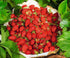 SeedsUA Seeds Alpine Strawberry Aleksandria Red Everbearing Indoor Berries Fruits for Planting Non GMO