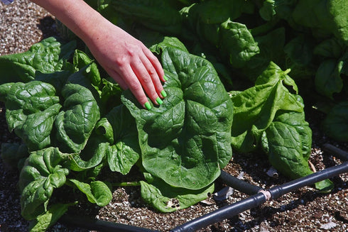 SeedsUA 300 Year-Round Giant Spinach Seeds Green Heirloom Vegetable for Planting Non GMO Seeds