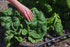 SeedsUA 300 Year-Round Giant Spinach Seeds Green Heirloom Vegetable for Planting Non GMO Seeds