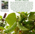 50+ Jackson Wonder Lima Bush Bean Seeds (Phaseolus lunatus) Heirloom Non-GMO Seeds by Islas Garden Seeds, Compact Bush