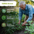 1000 Album) Packets KVITER Lambs Quarters Seeds (Chenopodium - Goosefoot, Wild Spinach, Edible Leaves, Heirloom Herbs